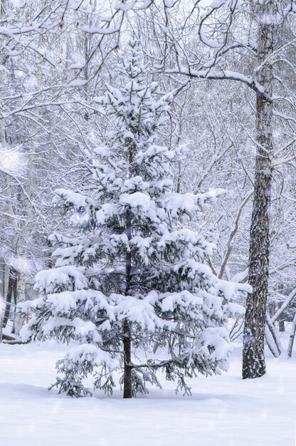 降雪時のウィンターパークで雪に覆われたトウヒ