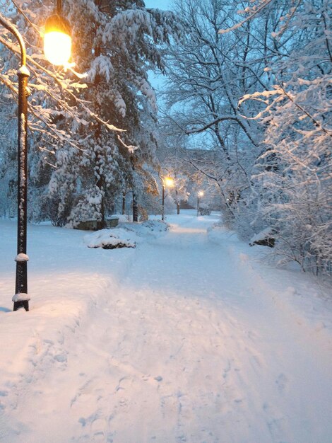 写真 樹木の中の雪に覆われた通り