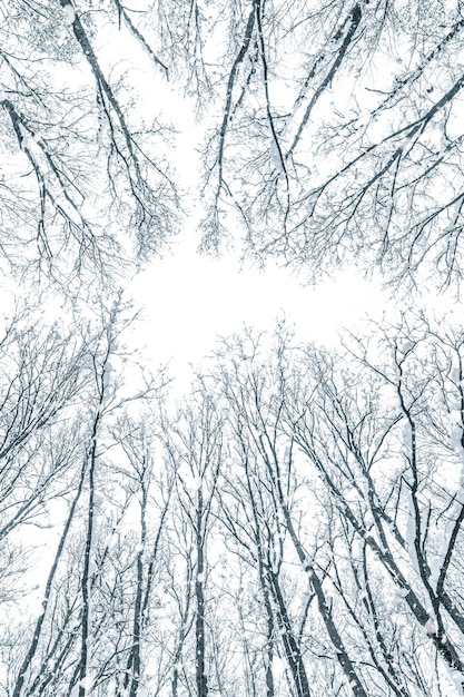 Заснеженные верхние деревья, Зимние кроны деревьев.