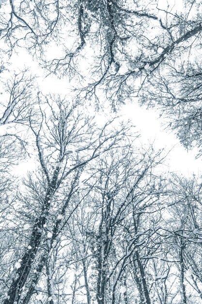 Snow covered top trees ,Winter trees crown.