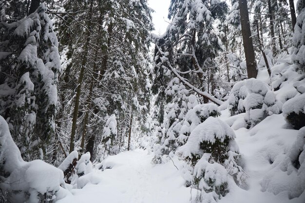 パスに沿って枝を持つ森の中の雪に覆われたトレイル カルパティア山脈ウクライナの冬の観光トレイル