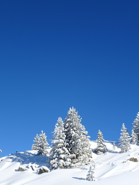 Foto albero coperto di neve contro un cielo blu limpido