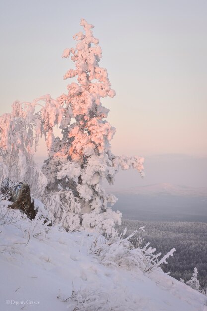 Snow covered tree against sky during sunset