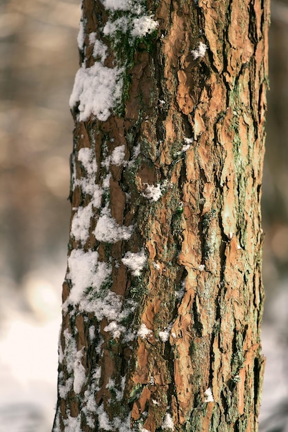 Snow covered tree bark in the winter woods Close up of a tree texture at winter