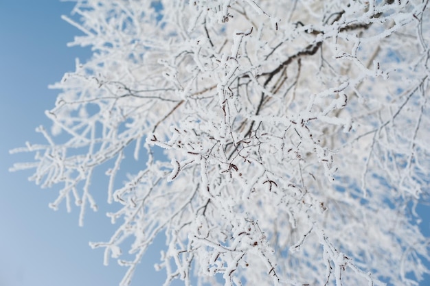 焦点がぼけた背景の選択的な焦点と浅い被写界深度に対する雪に覆われた木の枝