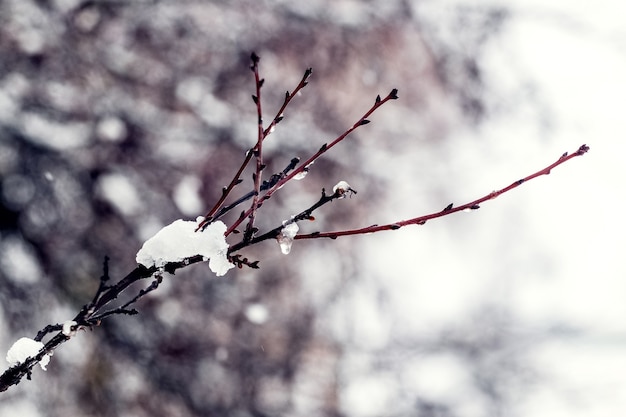 Snow-covered tree branch in the forest on a blurred background