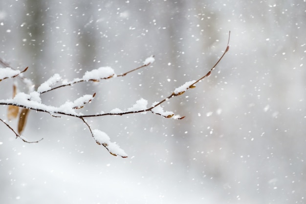 Snow-covered tree branch in the forest during a snowfall