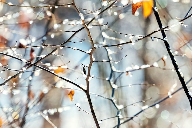 Snow-covered tree branch in sunny weather