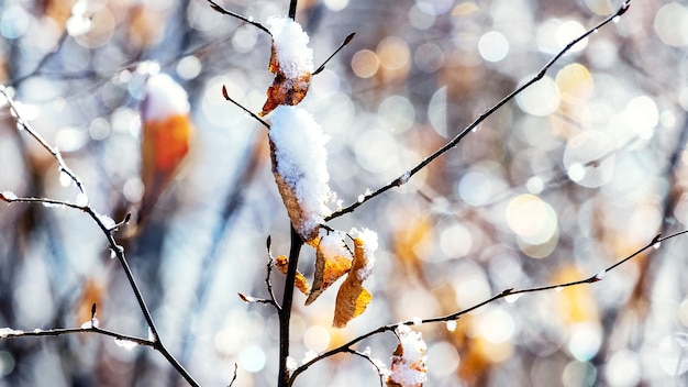 Snow-covered tree branch in sunny weather