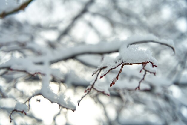 Snow covered tree branch in winter forest.