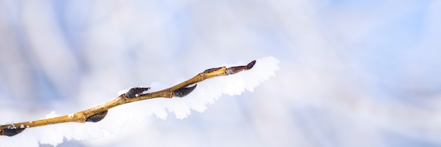 青空の背景につぼみと雪に覆われた木の枝。