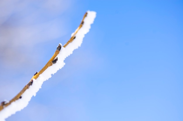 Ramo di albero innevato con gemme su uno sfondo di cielo blu.