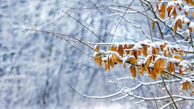 Ramo di albero innevato con foglie secche su uno sfondo sfocato nella foresta invernale