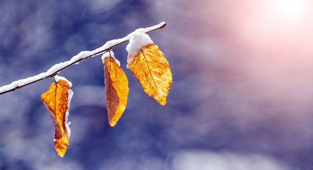 Snow-covered tree branch with dry leaves in the garden on a blurred background in sunny weather