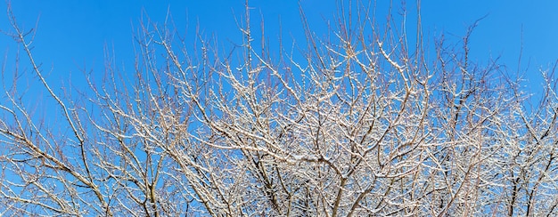 Snow-covered tree branches on a background of blue sky in sunny weather