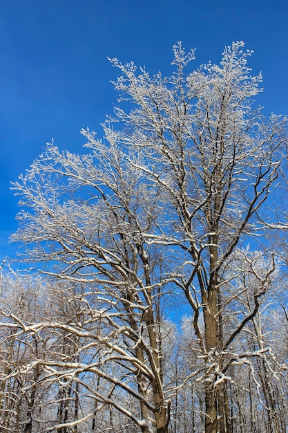 Snow-covered tree branches in winter forest on background of blue sky