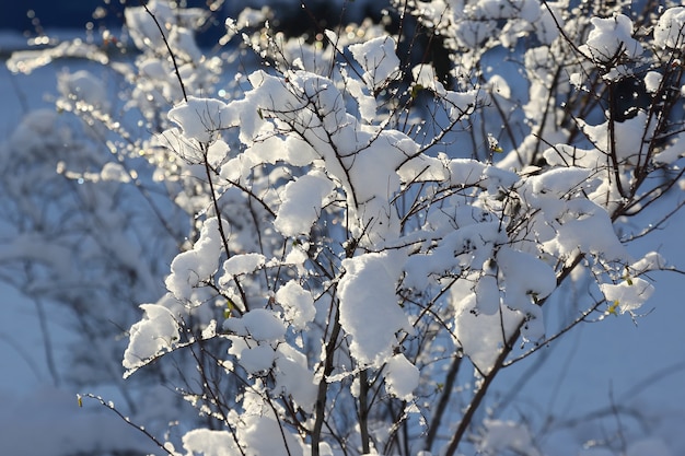 Snow-covered tree branches in winter