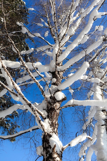 空を背景に雪に覆われた木