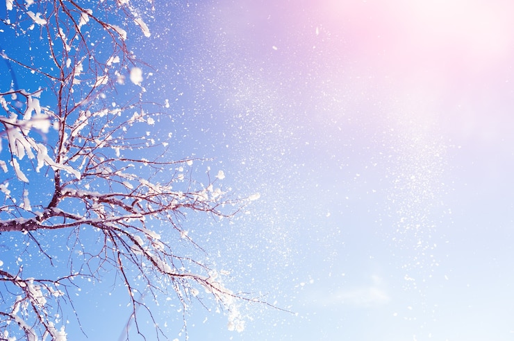 Photo 雪覆蓋的樹木在藍天背景下. 美麗的冬天背景