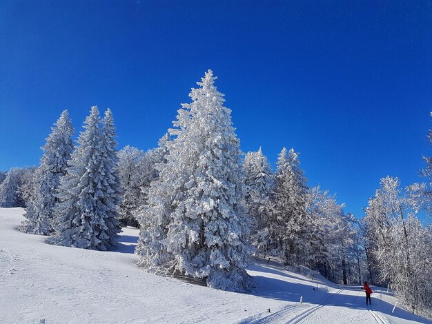 Snow covered trees against blue sky