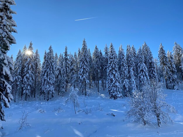 Snow covered trees against blue sky