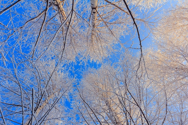 Snow covered trees against blue sky