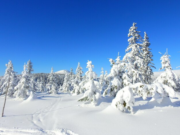 Snow covered trees against clear blue sky