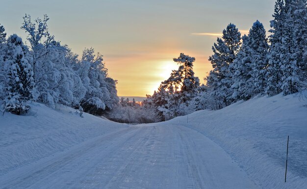 Snow covered trees against sky during sunset