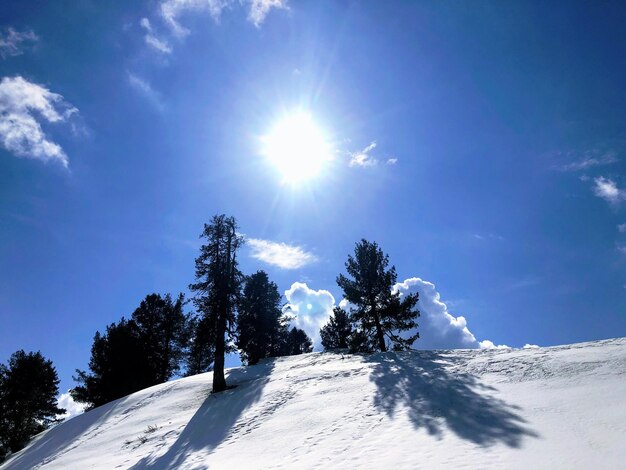 Snow covered trees against sky on sunny day