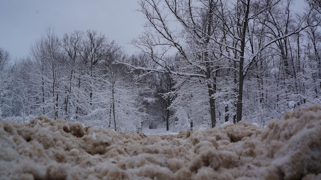 空を背景に雪に覆われた木々