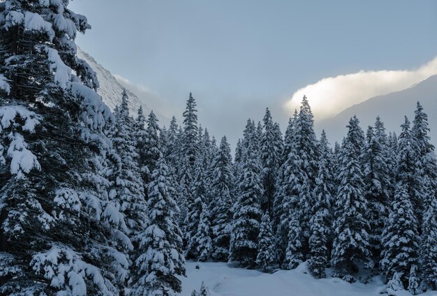 Snow covered trees against sky