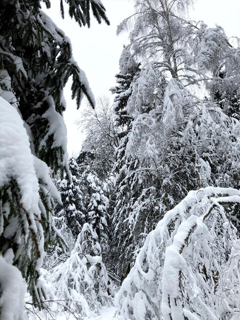 Snow covered trees against sky