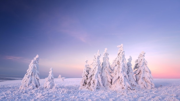 snow covered trees against sky