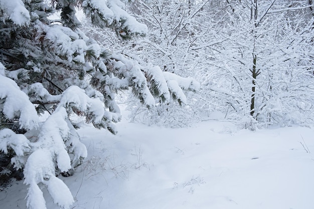 Snow-covered trees background. an atmospheric landscape with\
snow-covered pine, deciduous trees.