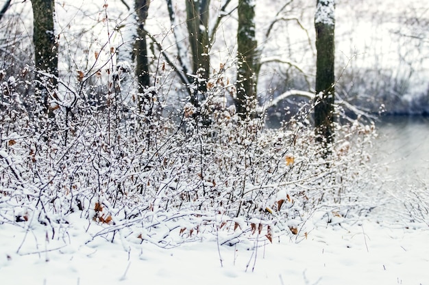 Snow-covered trees and bushes on the river bank