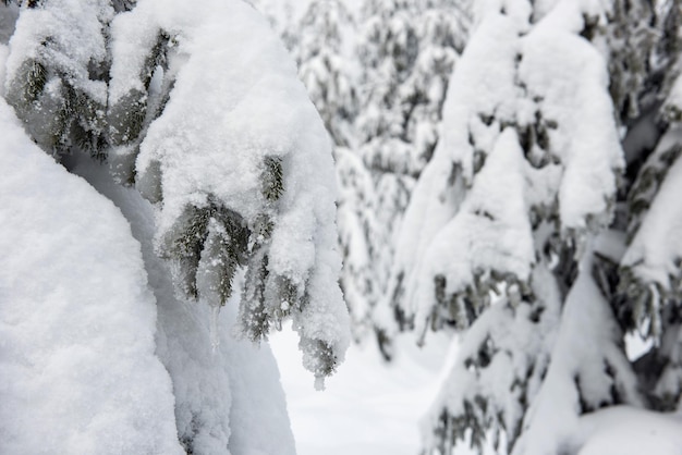 snow covered trees on field