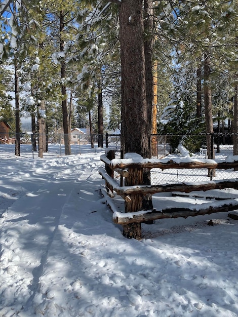 Foto alberi coperti di neve sul campo