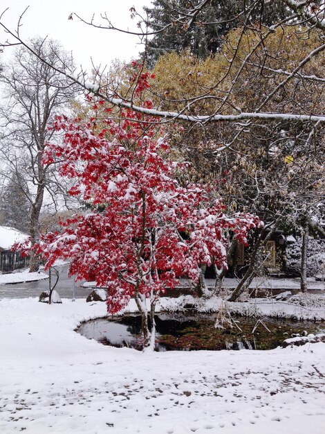 Snow covered trees on field