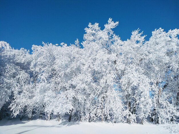 Snow covered trees in forest against blue sky