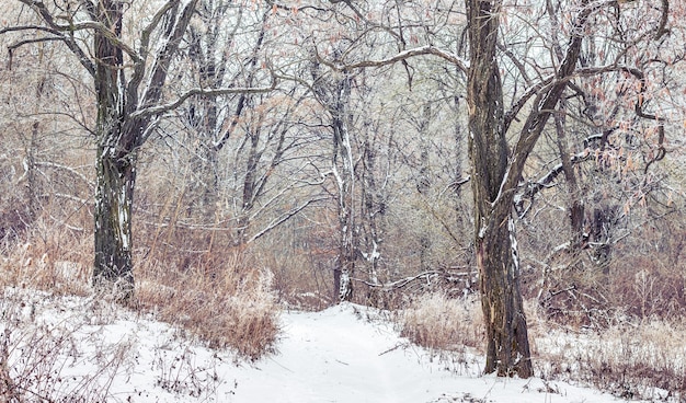 森の中の雪に覆われた木。素敵な調子の冬の風景_