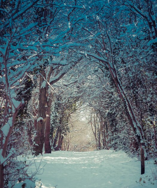 Foto alberi coperti di neve nella foresta