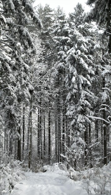 Foto alberi coperti di neve nella foresta