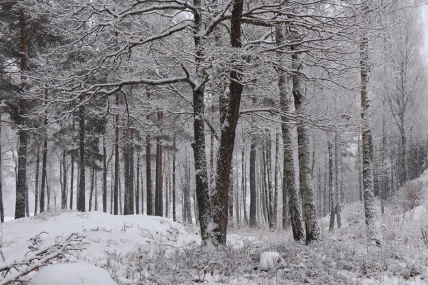 Snow covered trees in forest