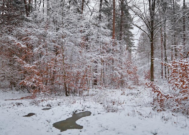 Photo snow covered trees in forest