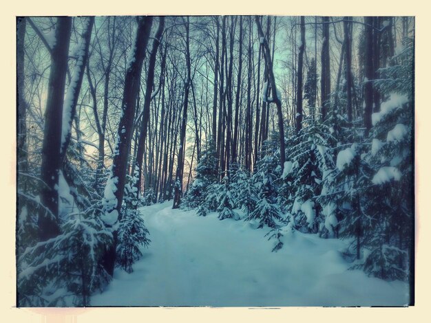 Snow covered trees in forest