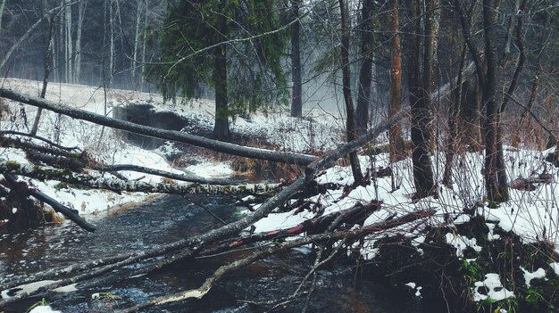 Photo snow covered trees in forest