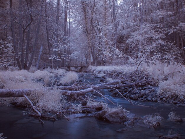 Photo snow covered trees in forest