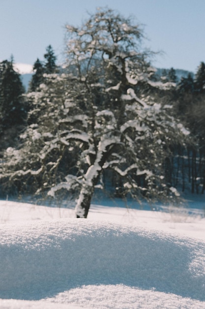 Snow-covered trees in forest