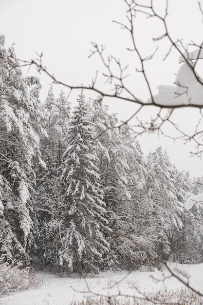 Snow covered trees in forest