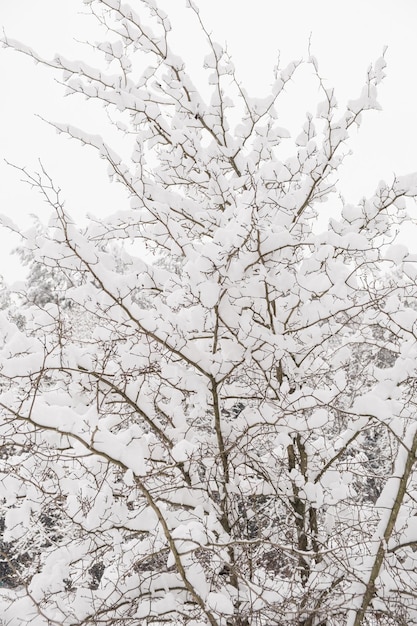 Snow covered trees in forest